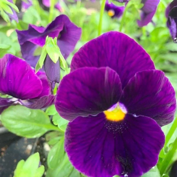Garden Goods Direct Annuals Purple Pansies 2 Garden Goods Direct Annuals Purple Pansies