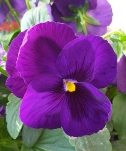 Garden Goods Direct Annuals Purple Pansies 6 Garden Goods Direct Annuals Purple Pansies