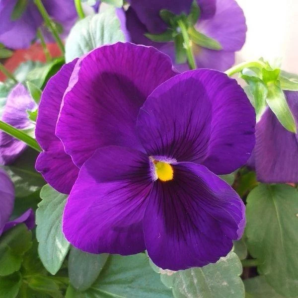 Garden Goods Direct Annuals Purple Pansies 3 Garden Goods Direct Annuals Purple Pansies