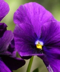 Garden Goods Direct Annuals Purple Pansies 7 Garden Goods Direct Annuals Purple Pansies