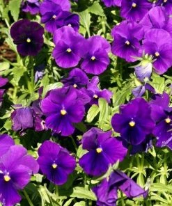 Garden Goods Direct Annuals Purple Pansies