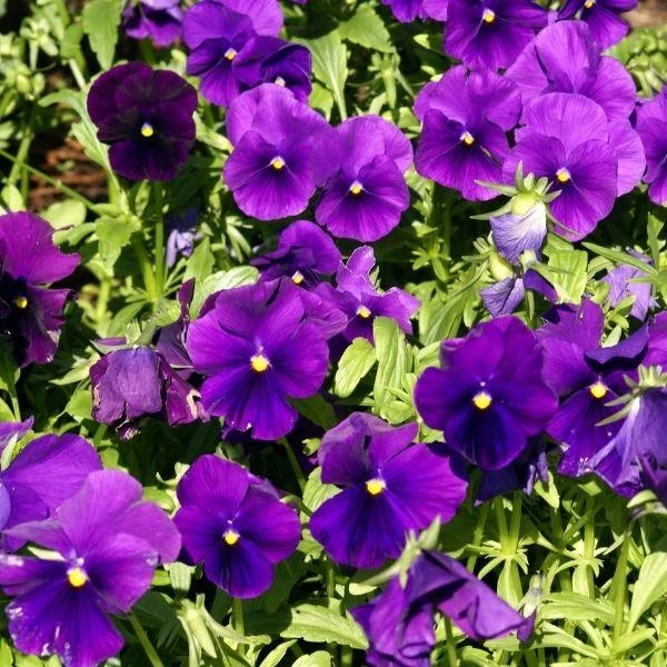 Garden Goods Direct Annuals Purple Pansies 1 Garden Goods Direct Annuals Purple Pansies