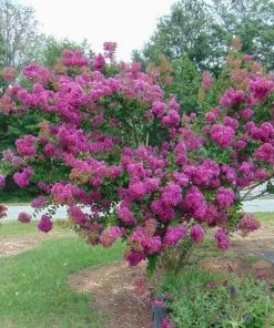 Garden Goods Direct Catawba Crape Myrtle Trees