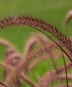 Garden Goods Direct Annuals Purple Fountain Grass