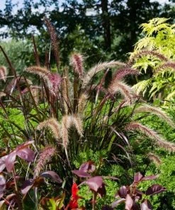 Garden Goods Direct Annuals Purple Fountain Grass