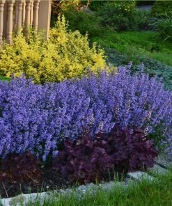 Garden Goods Direct Purrsian Blue Catmint Perennials