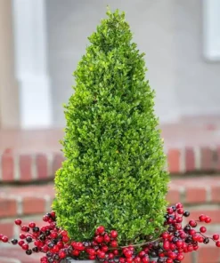 Garden Goods Direct Shrubs Pyramidal Boxwood