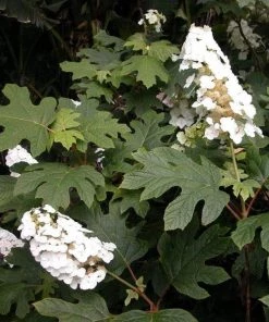 Garden Goods Direct Snow Queen Oakleaf Hydrangea