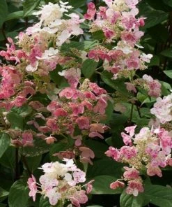 Garden Goods Direct Shrubs Proven Winners® Color Choice® Little Quick Fire® Hydrangea 6 Garden Goods Direct Shrubs Proven Winners® Color Choice® Little Quick Fire® Hydrangea