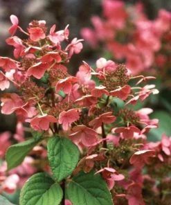 Garden Goods Direct Proven Winners® Color Choice® Quick Fire® Hydrangea 5 Garden Goods Direct Proven Winners® Color Choice® Quick Fire® Hydrangea