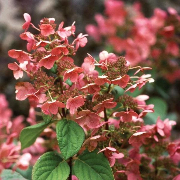Garden Goods Direct Proven Winners® Color Choice® Quick Fire® Hydrangea 3 Garden Goods Direct Proven Winners® Color Choice® Quick Fire® Hydrangea
