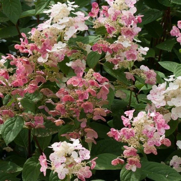 Garden Goods Direct Shrubs Proven Winners® Color Choice® Little Quick Fire® Hydrangea 3 Garden Goods Direct Shrubs Proven Winners® Color Choice® Little Quick Fire® Hydrangea