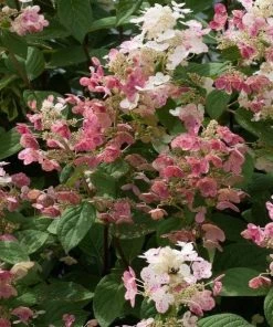 Garden Goods Direct Proven Winners® Color Choice® Quick Fire® Hydrangea