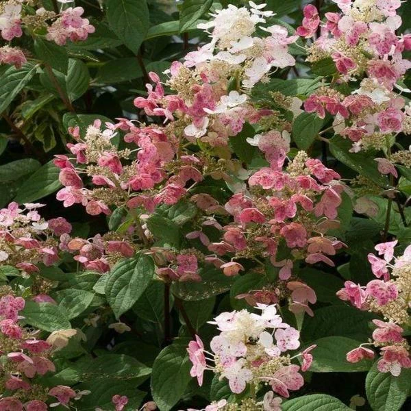 Garden Goods Direct Proven Winners® Color Choice® Quick Fire® Hydrangea 2 Garden Goods Direct Proven Winners® Color Choice® Quick Fire® Hydrangea
