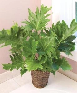 Garden Goods Direct Philodendron Hope House Plants 6 Garden Goods Direct Philodendron Hope House Plants