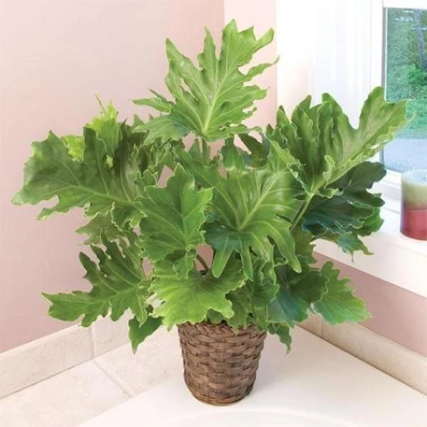 Garden Goods Direct Philodendron Hope House Plants 3 Garden Goods Direct Philodendron Hope House Plants