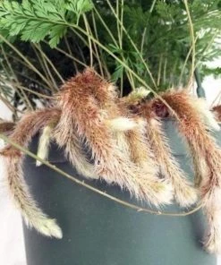 Garden Goods Direct House Plants Rabbits Foot Fern