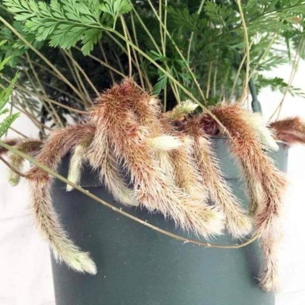 Garden Goods Direct House Plants Rabbits Foot Fern 1 Garden Goods Direct House Plants Rabbits Foot Fern