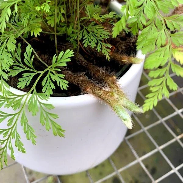 Garden Goods Direct House Plants Rabbits Foot Fern 3 Garden Goods Direct House Plants Rabbits Foot Fern