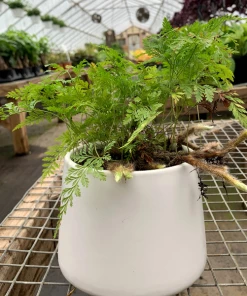 Garden Goods Direct House Plants Rabbits Foot Fern