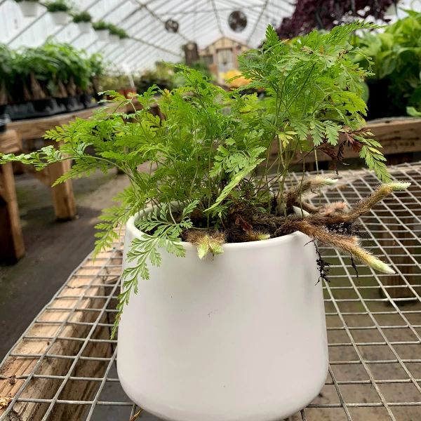 Garden Goods Direct House Plants Rabbits Foot Fern 2 Garden Goods Direct House Plants Rabbits Foot Fern