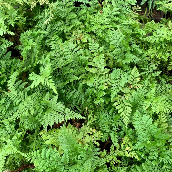 Garden Goods Direct House Plants Rabbits Foot Fern 4 Garden Goods Direct House Plants Rabbits Foot Fern