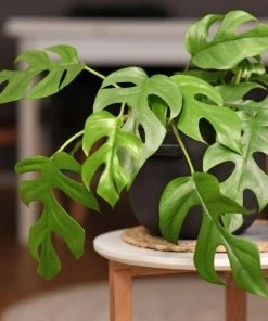 Garden Goods Direct Rhaphidophora Tetrasperma