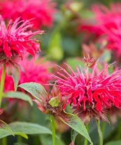 Garden Goods Direct Perennials Monarda Raspberry Wine