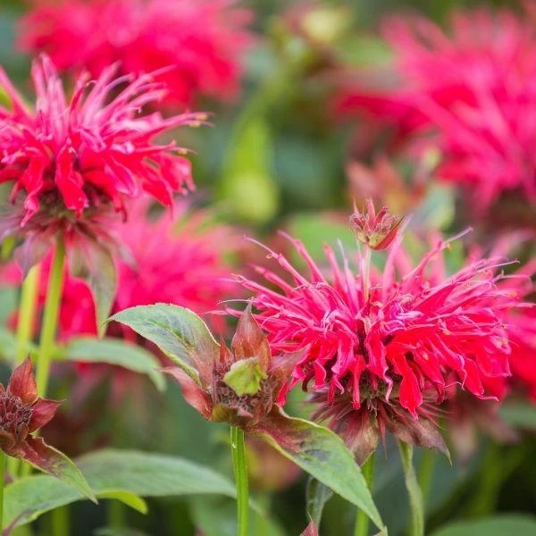 Garden Goods Direct Perennials Monarda Raspberry Wine 1 Garden Goods Direct Perennials Monarda Raspberry Wine