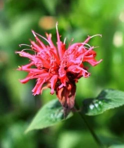 Garden Goods Direct Perennials Monarda Raspberry Wine