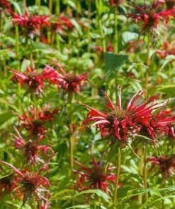 Garden Goods Direct Perennials Monarda Raspberry Wine 6 Garden Goods Direct Perennials Monarda Raspberry Wine