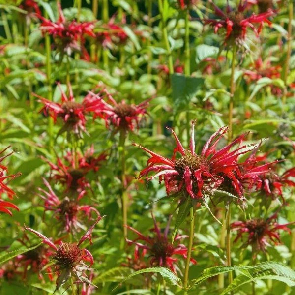 Garden Goods Direct Perennials Monarda Raspberry Wine 3 Garden Goods Direct Perennials Monarda Raspberry Wine