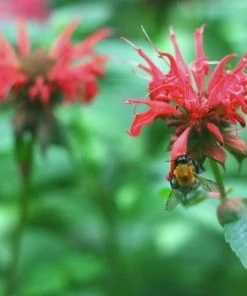 Garden Goods Direct Perennials Monarda Raspberry Wine 7 Garden Goods Direct Perennials Monarda Raspberry Wine