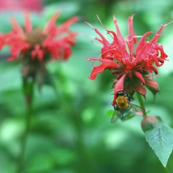 Garden Goods Direct Perennials Monarda Raspberry Wine 4 Garden Goods Direct Perennials Monarda Raspberry Wine