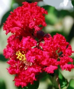 Garden Goods Direct Red Rocket Crape Myrtle Trees