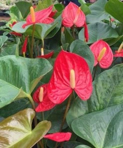 Garden Goods Direct Red Anthurium House Plants