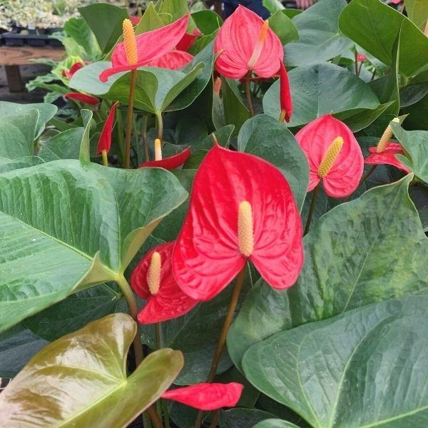 Garden Goods Direct Red Anthurium House Plants 1 Garden Goods Direct Red Anthurium House Plants