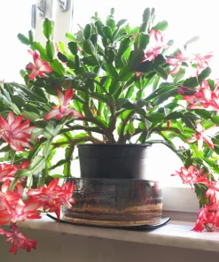 Garden Goods Direct Red Christmas Cactus 5 Garden Goods Direct Red Christmas Cactus