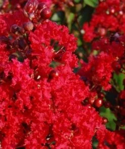 Garden Goods Direct Red Rocket Crape Myrtle Trees