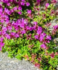Garden Goods Direct Red Creeping Thyme Perennials