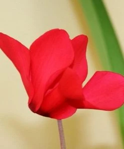 Garden Goods Direct Red Cyclamen House Plants