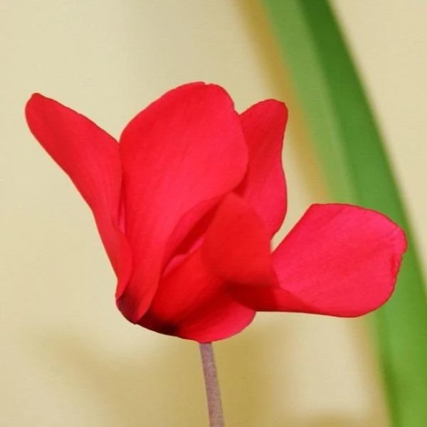 Garden Goods Direct Red Cyclamen House Plants 2 Garden Goods Direct Red Cyclamen House Plants