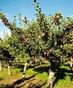 Garden Goods Direct Red Delicious Apple Tree Trees