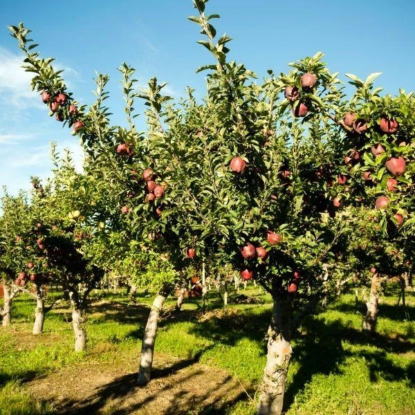 Garden Goods Direct Red Delicious Apple Tree Trees 2 Garden Goods Direct Red Delicious Apple Tree Trees