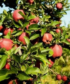 Garden Goods Direct Red Delicious Apple Tree Trees 7 Garden Goods Direct Red Delicious Apple Tree Trees