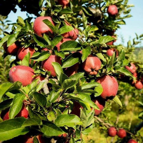 Garden Goods Direct Red Delicious Apple Tree Trees 4 Garden Goods Direct Red Delicious Apple Tree Trees