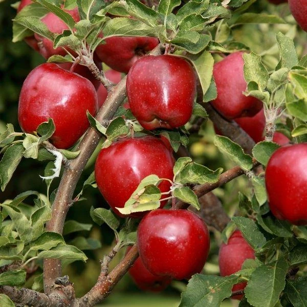 Garden Goods Direct Red Delicious Apple Tree Trees 1 Garden Goods Direct Red Delicious Apple Tree Trees