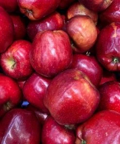 Garden Goods Direct Red Delicious Apple Tree Trees 6 Garden Goods Direct Red Delicious Apple Tree Trees