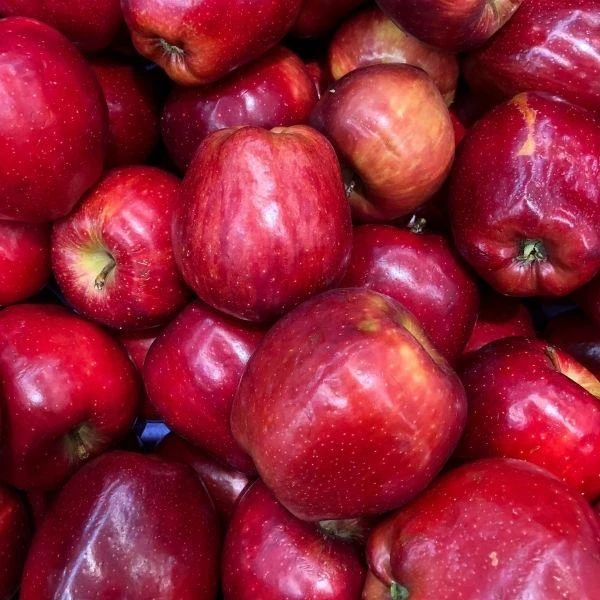 Garden Goods Direct Red Delicious Apple Tree Trees 3 Garden Goods Direct Red Delicious Apple Tree Trees