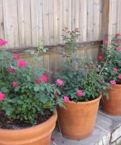 Garden Goods Direct Double Red Knock Out® Rose 7 Garden Goods Direct Double Red Knock Out® Rose